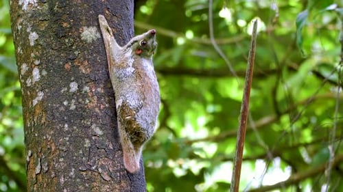 Woodland Wanderlust: Exploring New Zealand's Natural Treasures