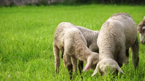 Sheep Feeding On The Green Grass