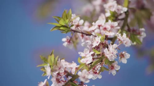 Belle fleur de prunier, gros plan de pétales de fleurs en floraison printanière