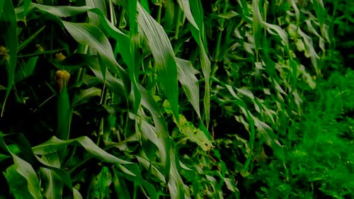 Woman Farmer Collects Carrots in Vegetables