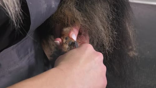 A Female Veterinarian Cuts the Claws of a Pomeranian Dog in a Veterinary Clinic