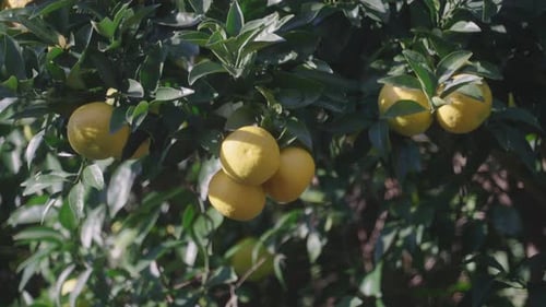 Bunch Of Yuzu Citrus Fruit Hang On Leafy Branch Of A Tree During Sunny Day In Tokyo, Japan. - Close