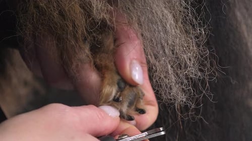 A Female Veterinarian Cuts the Claws of a Pomeranian Dog in a Veterinary Clinic