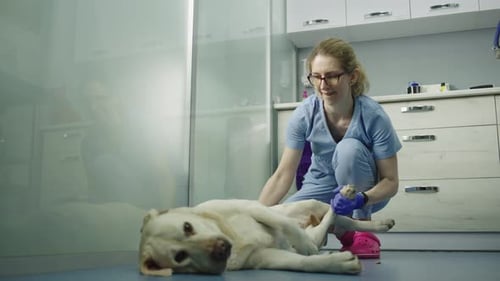 A Veterinarian Trims a Dog's Nails in a Veterinary Clinic