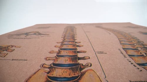 Spinal system anatomy close up 4K