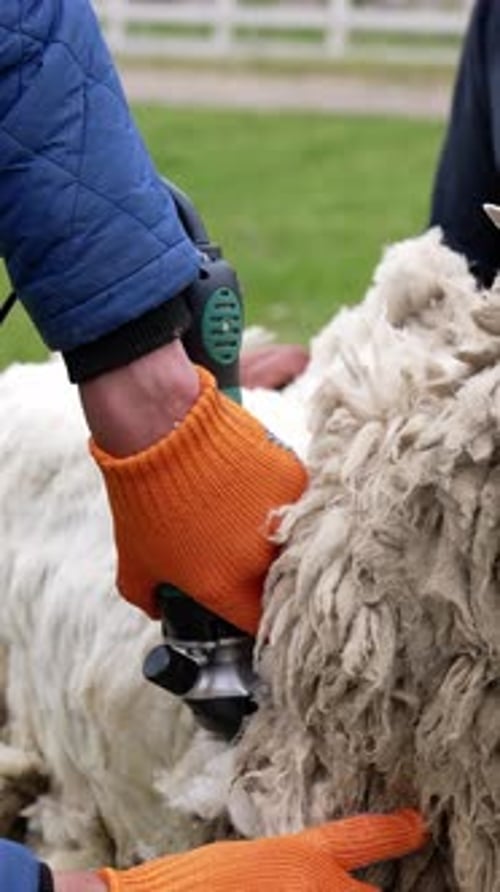 Farmer shearing the white sheep. Man shearing wool from the sheep. Vertical video