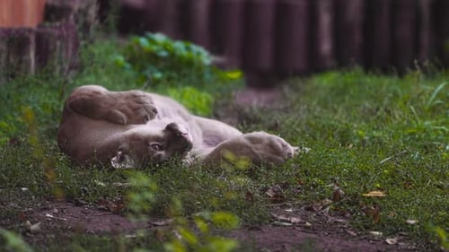 Beautiful Canadian Puma in Spring Forest