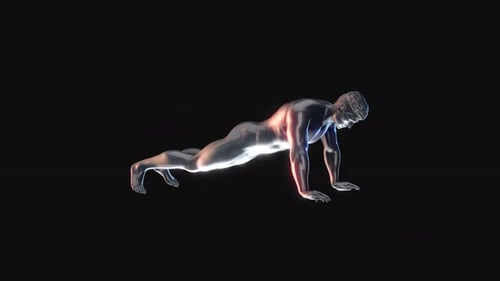 Male Anatomy Exercise Plank