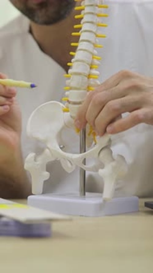 A Trained Professional is Providing an Explanation of Spine and Pelvis Anatomy Using a Detailed