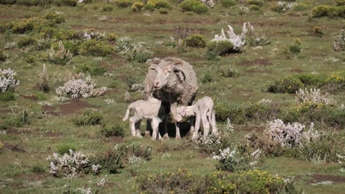 Thirsty skinny baby lambs want mom's sheep milk in sunny meadow