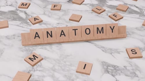 Palabra de ANATOMÍA en scrabble