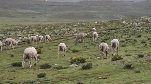 Flock of fat sheep graze grass by dusty dirt road through green hills