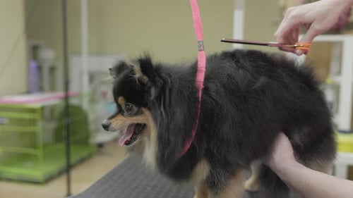 black Pomeranian Dog getting groomed at salon. Professional cares for a dog in a specialized salon.