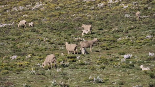 Hungry little lamb drinks mom's milk as herd grazes in green meadow