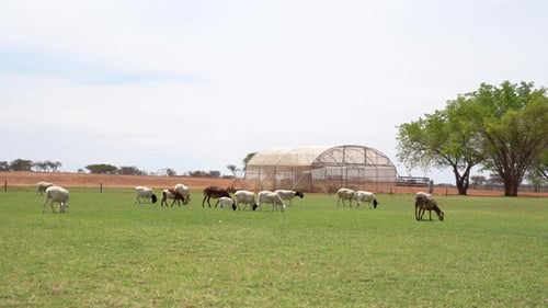 Panning shot of a herd of sheep grazing in a meadow in front of a green house