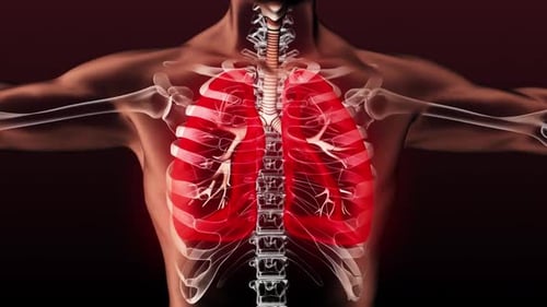 anatomy of human respiratory system medical animation 3d