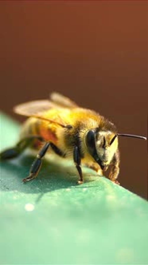 retrato de cerca de una abeja con detalles