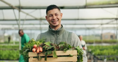 Farmer, man and vegetables box for agriculture, sustainability or farming in greenhouse