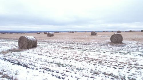 Harvested Field With Haystacks In Winter