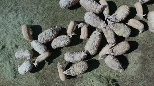 Sheep Herd Flocked on a Green Grass Field on an Overhead Drone Shot in 4K.