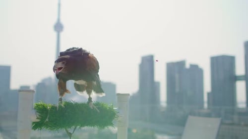 Golden Eagle in front of CN Tower in Toronto
