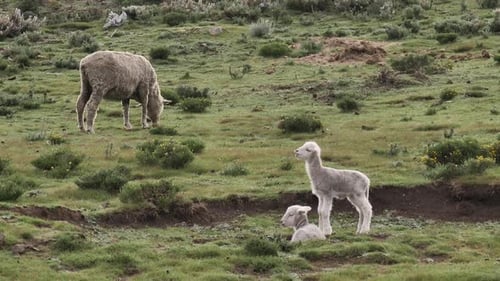 Adorable baby lamb sniffs the air as parent grazes nearby