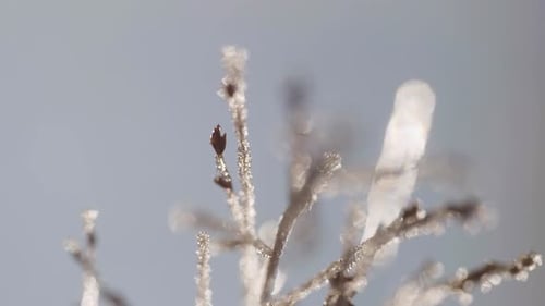 Frozen Grass