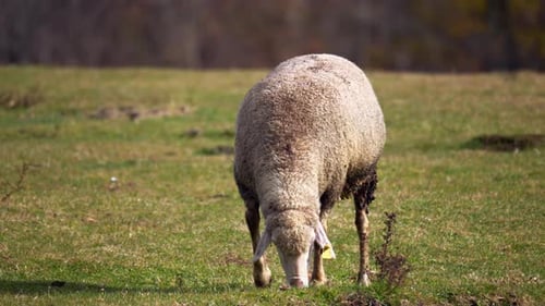 Sheep in the Pasture - 2K