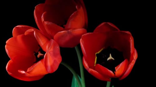 Les tulipes rouges fleurissent en Laps de temps sur fond noir. Symbole printanier fleurissant en timelapse. Arbre rouge