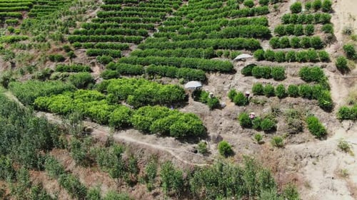 A Stunningly Beautiful and Lush Green Terraced Agriculture Landscape Set in Natures Beauty Media