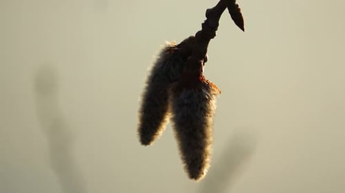 Naturaleza primaveral fuera de la ciudad 009