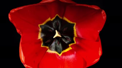 La
tulipe rouge fleurit en Lap de temps sur fond noir. Symbole du printemps qui fleurit en timelapse