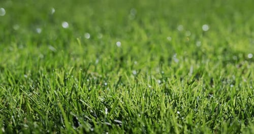 Dew Droplets Condensed on the Green Grass Freshness and Purity Concept Slider Shot