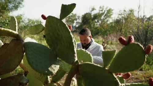 Herborista olhando para uma planta de figueira da Barbária