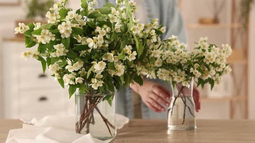 Woman with beautiful jasmine flowers at home, closeup