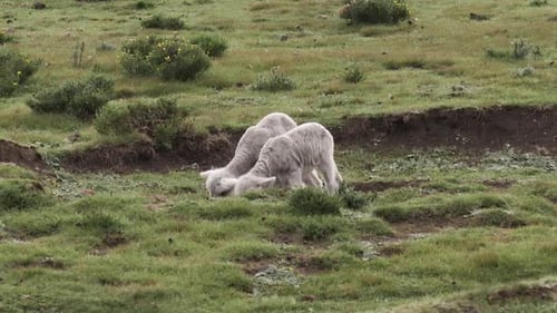 Sheep: Cute baby lambs play as they graze green grass in wild meadow