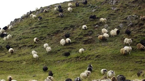 Herd of Sheeps Walking on the Field Between Mountains and Hills Nice and Beautiful Animals in
