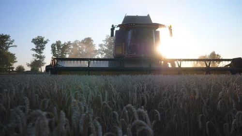 Grain Harvester Gathering Wheat at Sunset Combine Riding Through Rural Cutting Stalks of Barley