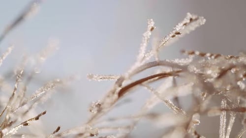 Frozen Grass