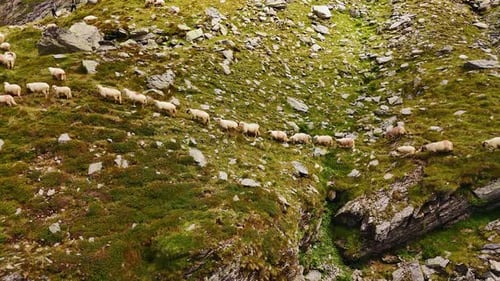 Cute fluffy white sheep walking one by one by the mountain slope.