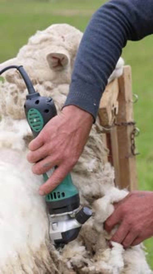 Farmer cutting wool on a sheep. Process of shearing wool sheep with an electric machine outdoors