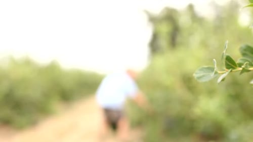 Blueberries Closeup Agriculture