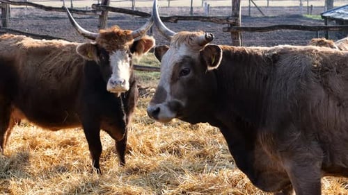 Handheld shot of brown Hungarian cattle with horns in an enclosure