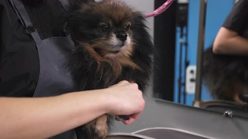 A Female Veterinarian Cuts the Claws of a Pomeranian Dog in a Veterinary Clinic