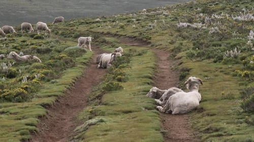 Sheep flock rest in wide tractor road tracks across hilly green meadow