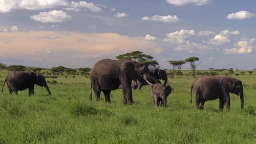 Family of Elephants walking in Tanzania grassland on a beautiful day