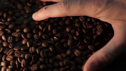 Close Up Slow Motion of Fragrant Seeds of Coffee