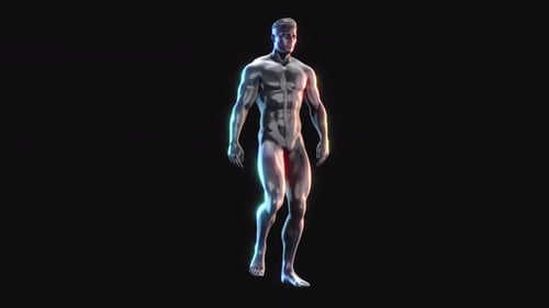 Caminata de ejercicios de anatomía masculina