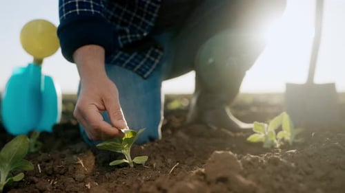 Agronomist Examining Growing Plants in Field in Early Morning Agribusiness Farmer in Agricultural