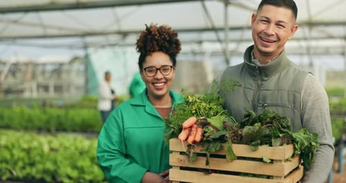 Farmer, teamwork and vegetables box for agriculture, sustainability or farming in greenhouse